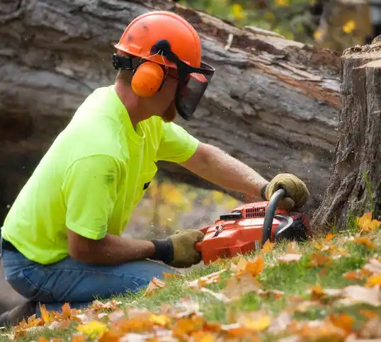 tree services Minnetrista